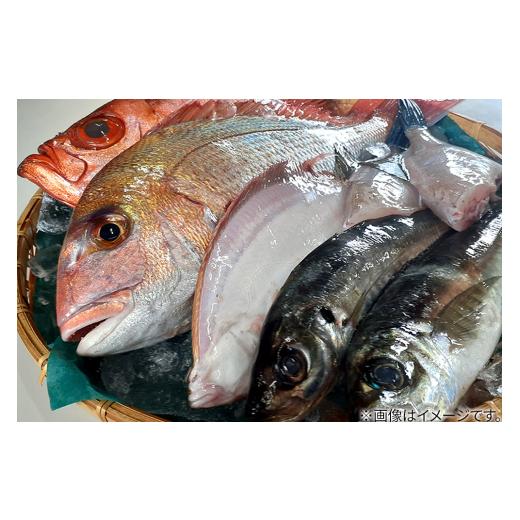 ふるさと納税 旬の鮮魚等 秋田県 男鹿市 男鹿船川港直送おまかせ旬の地魚セット（小）秋田県 男鹿市 萬漁水産_4