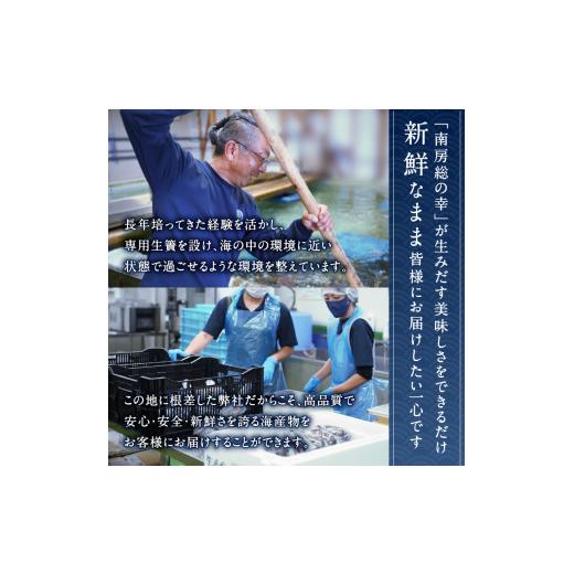 ふるさと納税 しゃぶしゃぶ 千葉県 南房総市 南房総新名物 伊勢海老しゃぶしゃぶ6尾セット mi0020-0004 魚介 海鮮 お祝い ギフト プレゼント 天然 海老 エビ …_5