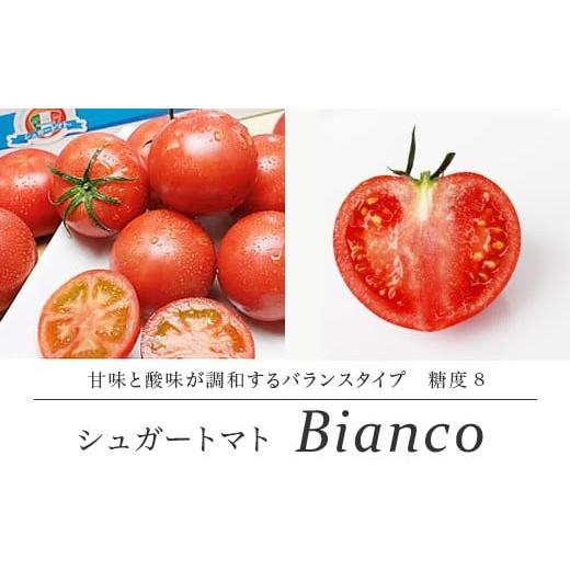 ふるさと納税 野菜類 トマト 高知県 日高村 シュガートマト ビアンコ08 糖度8度以上 1kg 高知県産 フルーツトマト 甘い 高糖度 JA 日高村 ギフト_1