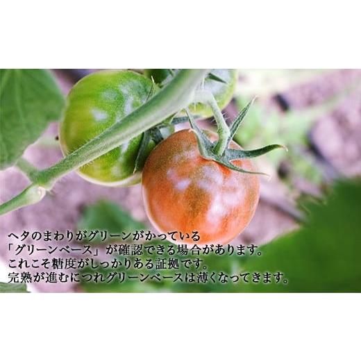 ふるさと納税 野菜類 トマト 高知県 日高村 シュガートマト ビアンコ08 糖度8度以上 1kg 高知県産 フルーツトマト 甘い 高糖度 JA 日高村 ギフト_2