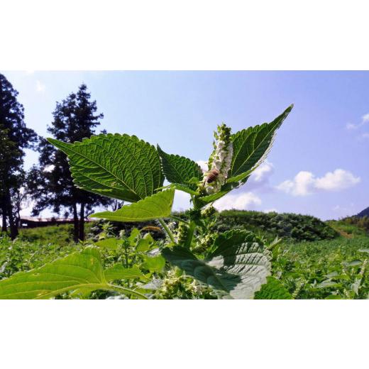 ふるさと納税 島根県 川本町 160098【えごま油定期便】毎日摂取！えごま油（毎月2本(1本120g)／6ヵ月継続）