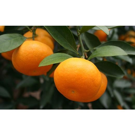 ふるさと納税 果物類 みかん 大分県 杵築市  2026 7月 発送 先行予約 ハウスみかん 秀品 約20kg 今村農園 ノーワックス 甘い 夏 ジューシー 美味しい ビタミン…_3