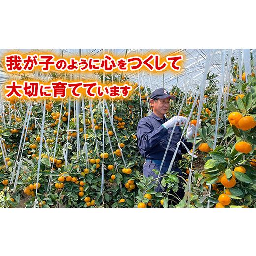 ふるさと納税 果物類 みかん 大分県 杵築市  2026 7月 発送 先行予約 ハウスみかん 秀品 約20kg 今村農園 ノーワックス 甘い 夏 ジューシー 美味しい ビタミン…_5