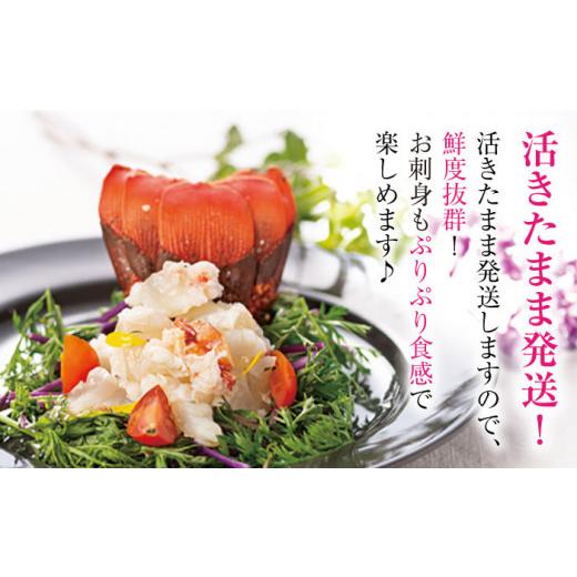 ふるさと納税 エビ 伊勢エビ 長崎県 西海市 天然 伊勢海老 崎戸産 2尾（計約2kg） CAW003 西海大崎漁協 崎戸支所 長崎 西海 伊勢海老 伊勢エビ エビ 天然 贈答…_2