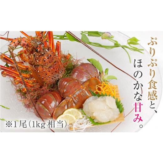 ふるさと納税 エビ 伊勢エビ 長崎県 西海市 天然 伊勢海老 崎戸産 2尾（計約2kg） CAW003 西海大崎漁協 崎戸支所 長崎 西海 伊勢海老 伊勢エビ エビ 天然 贈答…_3