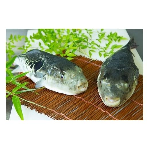 ふるさと納税 フグ 兵庫県 南あわじ市  淡路島3年とらふぐ 活てっさ(2〜3人前)_7