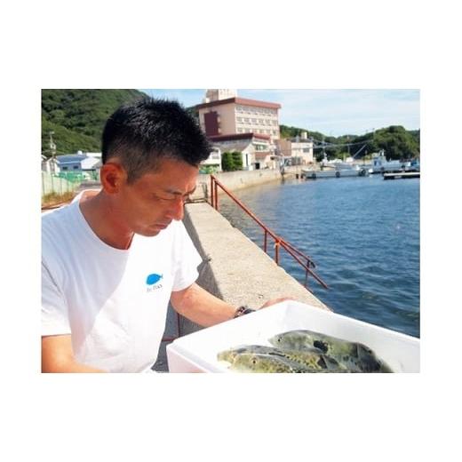 ふるさと納税 フグ 兵庫県 南あわじ市  淡路島3年とらふぐ 活てっさ(2〜3人前)_8