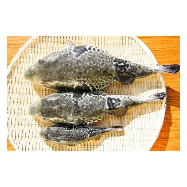 ふるさと納税 フグ 兵庫県 南あわじ市  淡路島3年とらふぐ 梅 ふぐ鍋セット(2人前)_7
