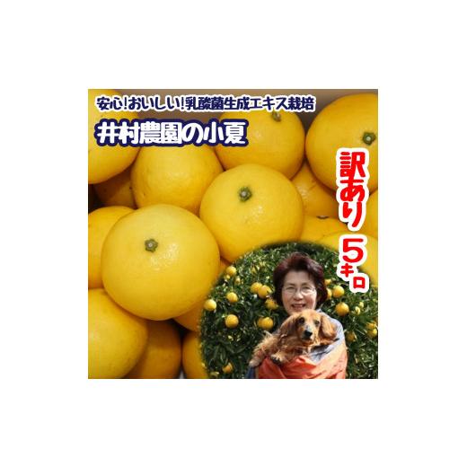 ふるさと納税 みかん・柑橘類 レモン 高知県 土佐清水市 令和9年4月中旬以降発送 家庭用だけど家庭用じゃない ? 訳あり 小夏 5kg 日向夏 みかん ミカン 柑橘 …