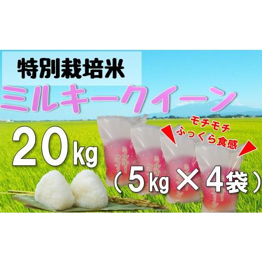 ふるさと納税 米 ミルキークイーン 山形県 三川町  令和8年産・精米 米蔵いいの特別栽培米ミルキークイーン20kg（5kg×4袋） 10月上旬頃から順次配送 令和8年…の画像