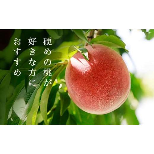 ふるさと納税 もも 長野県 小布施町 川中島白鳳 約3kg 7〜12玉 ［おぶせファーマーズ］果物 フルーツ 桃 もも モモ クール便 冷蔵便 長野県産 信州産 令和8年…の画像