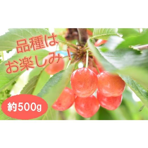 ふるさと納税 果物類 さくらんぼ 奈良県 桜井市 M-AD42. 6月頃〜発送予定 さくらんぼ (品種は農園おまかせ500g×1)