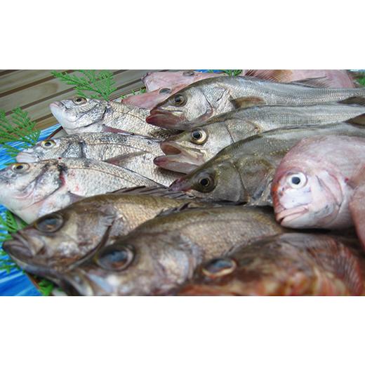 ふるさと納税 旬の鮮魚等 香川県 宇多津町 ［頒布会3回］瀬戸内海産の海産物の詰め合わせ（下処理ナシ） FAH-0124_2