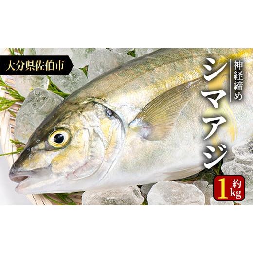 ふるさと納税 大分県 佐伯市 鮮魚 シマアジ (1本・約1kg) [AS87][海べ (株)]