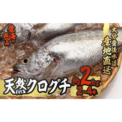 ふるさと納税 大分県 佐伯市 天然 クログチ (約2kg・計2-4本) [CS09][(有)丸昌水産]