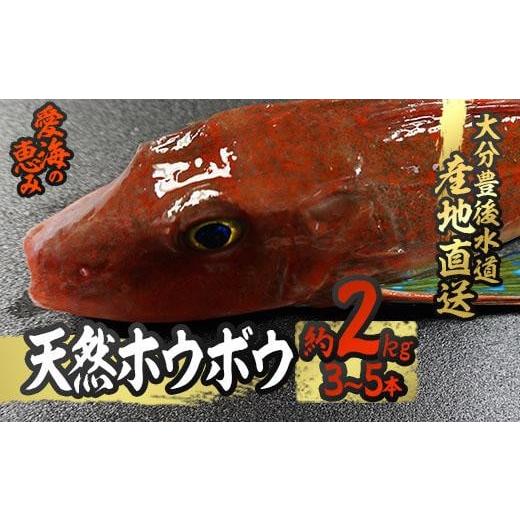 ふるさと納税 大分県 佐伯市 天然 ホウボウ (約2kg・計3-5本) [CS10][(有)丸昌水産]