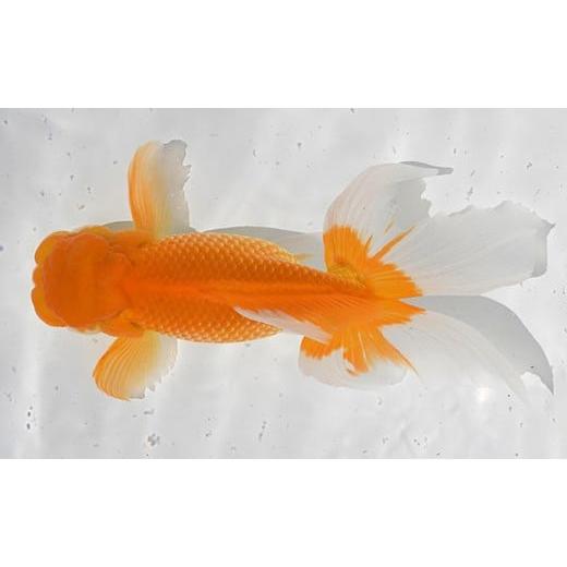 ふるさと納税 生き物 香川県 東かがわ市   日本オランダ獅子頭(鑑賞・練習用)