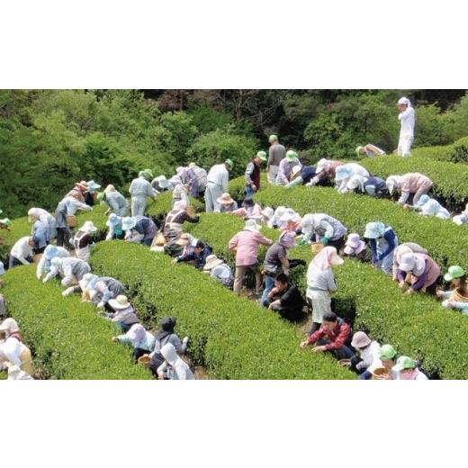 ふるさと納税 お茶類 滋賀県 甲賀市 朝宮茶・信楽焼煎茶器セット（煎茶・信楽焼）_4
