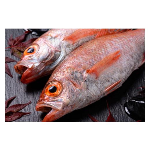 ふるさと納税 魚貝類 のどぐろ 京都府 京丹後市  海鮮の匠 魚政 のどぐろ一夜干し（ノドグロ、のど黒、アカムツ）400g級使用 干し上がり後 280g以上 3尾セッ…の画像