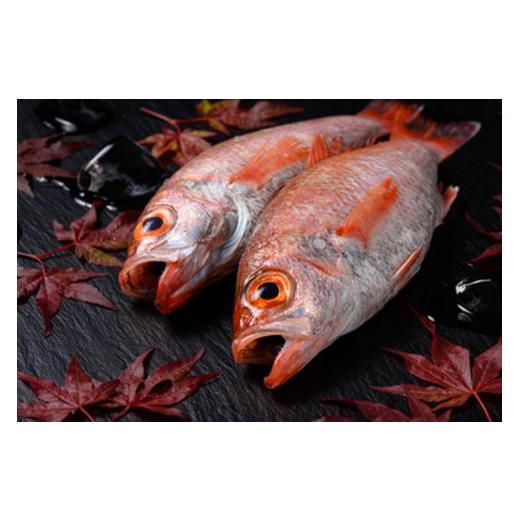 ふるさと納税 魚貝類 のどぐろ 京都府 京丹後市  のどぐろ 干物 熟成 大サイズ 海鮮の匠 魚政 のどぐろ熟成一汐（ノドグロ、のど黒、アカムツ）400g級使用 仕…の画像