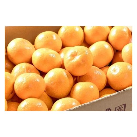 ふるさと納税 果物類 みかん 佐賀県 太良町 L-91 辰見農園の完熟みかん(小玉)5kg