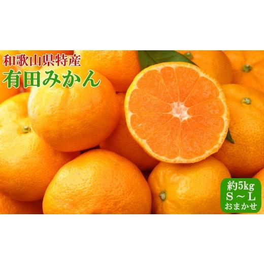 ふるさと納税 果物類 みかん 和歌山県 有田川町 秀品 和歌山有田みかん5kg (S〜Lサイズおまかせ) 2026年11月中旬頃より順次発送