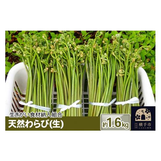 ふるさと納税 野菜類 山菜 秋田県 横手市 天然わらび(生) 約1.6kg わらび ワラビ 蕨 山菜
