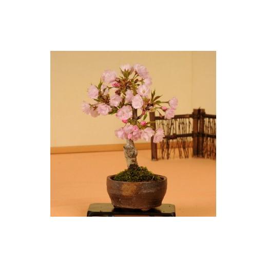 ふるさと納税 花・苗木 盆栽 大阪府 池田市 39-03 養庄園 桜盆栽