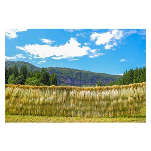 ふるさと納税 新潟県 津南町 最高級魚沼産コシヒカリ「雪椿」5kg(1kg×5袋)　特別栽培米 