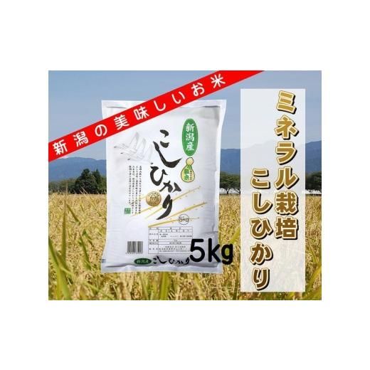 ふるさと納税 米 コシヒカリ 新潟県 阿賀野市 令和8年産新米予約 ミネラル栽培こしひかり 5kg 白米 精米 井上米穀店 新潟県 米 こめ コメ 新米 新米予約 令和…