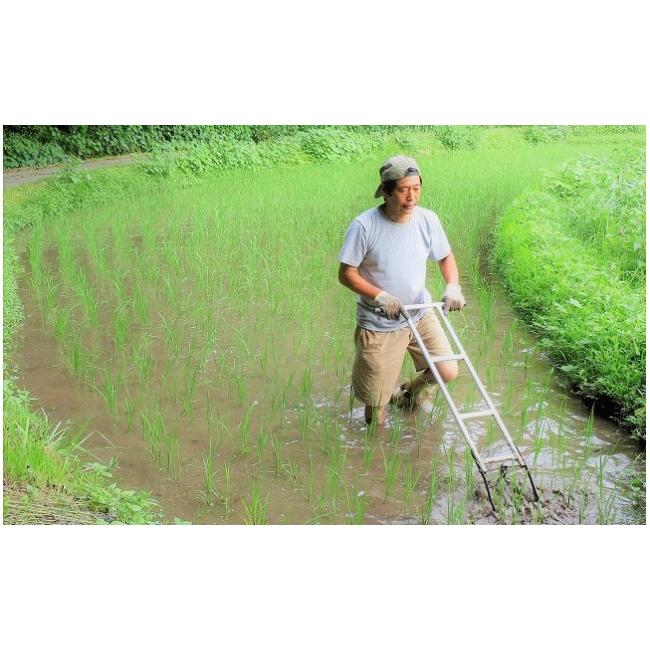 ふるさと納税 米 熊本県 南小国町 予約受付 12ヶ月定期便 令和8年産・新米 きよら米 3kg 予約 令和8年産 新米 南小国産 白米 玄米 食べ比べ 12ヶ月 定期便 あ…_3
