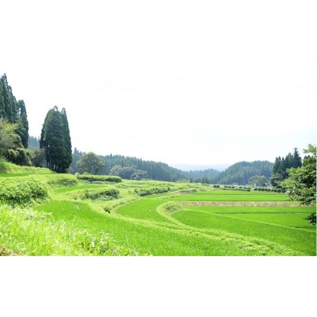 ふるさと納税 米 熊本県 南小国町 予約受付 12ヶ月定期便 令和8年産・新米 きよら米 3kg 予約 令和8年産 新米 南小国産 白米 玄米 食べ比べ 12ヶ月 定期便 あ…_4