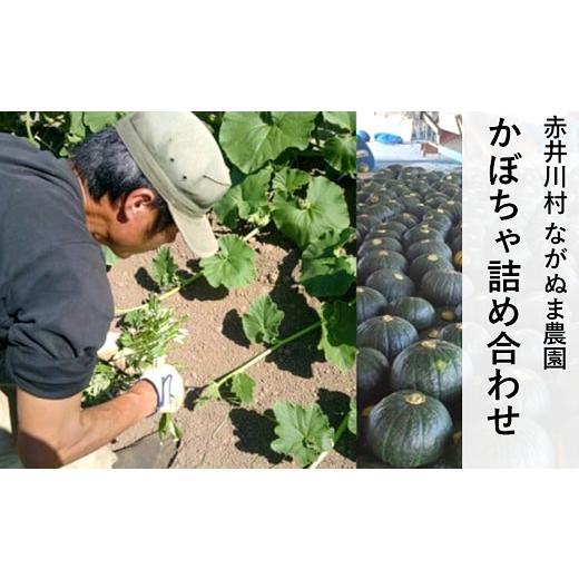 ふるさと納税 セット・詰合せ 北海道 赤井川村 ながぬま農園のかぼちゃ詰め合わせ:9月中旬〜10月中旬