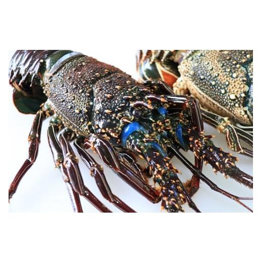 ふるさと納税 エビ 伊勢エビ 鹿児島県 大和村 漁師が素潜りでとったイセエビ(仁太丸)