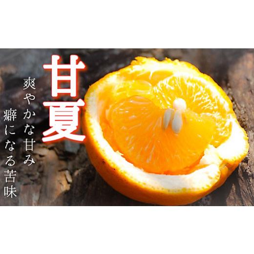 ふるさと納税 みかん・柑橘類 和歌山県 海南市 甘夏 訳あり 9kg 和歌山県海南市の完熟甘夏 あまなつ アマナツ 夏みかん 甘夏みかん 和歌山 海南市 木成り甘夏 …
