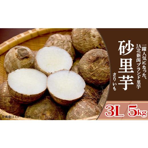ふるさと納税 人参・大根・他根菜 新潟県 聖籠町 聖籠産 砂里芋(さりいも)3L 5kg JA北新潟ブランド里芋 2025年10月下旬〜順次発送