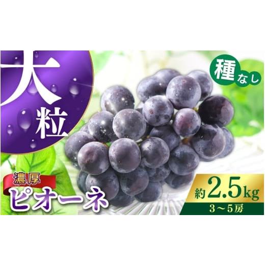 ふるさと納税 果物類 ぶどう 和歌山県 かつらぎ町 甘さとみずみずしさが自慢 種なしピオーネ ぶどう約 2.5kg 2026年8月下旬以降発送 容量違いもございます / …