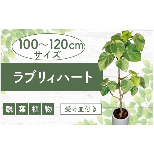 ふるさと納税 雑貨・日用品 苗木 鹿児島県 指宿市 2026年9月上旬〜発送 観葉植物 ラブリィハート100cm〜120cmホワイト陶器鉢 農林水産省 品種登録 (T&amp;P/I…