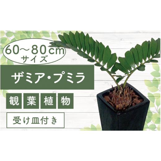 ふるさと納税 雑貨・日用品 苗木 鹿児島県 指宿市 2026年6月中旬〜発送 観葉植物 ザミア・プミラ60cm〜80cmブラック陶器鉢/専用受け皿付き(T&amp;P/IB057-00…