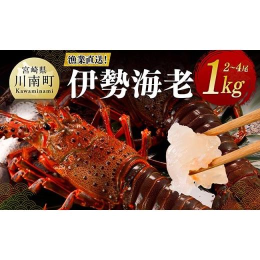 ふるさと納税 エビ 伊勢エビ 宮崎県 川南町 漁協直送 伊勢海老1kg(2〜4尾) 魚介 伊勢海老 イセエビ 伊勢海老1kg(2〜4尾)
