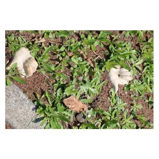 ふるさと納税 北海道 美瑛町 皆空窯　氷裂ビアグラス[065-09] 陶芸