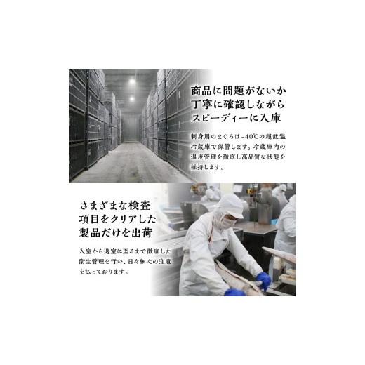 ふるさと納税 鮪 静岡県 焼津市 b150-031 生まれながら南まぐろとたたき身 6回お届け 毎月送りとどける