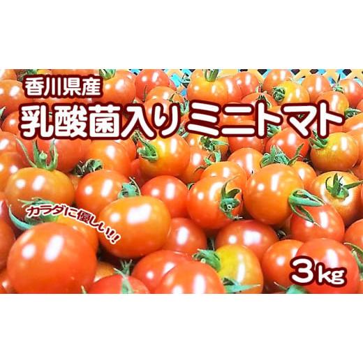 ふるさと納税 トマト ミニトマト 香川県 東かがわ市   カラダに優しい「乳酸菌入り ミニトマト3kg」初物 野菜