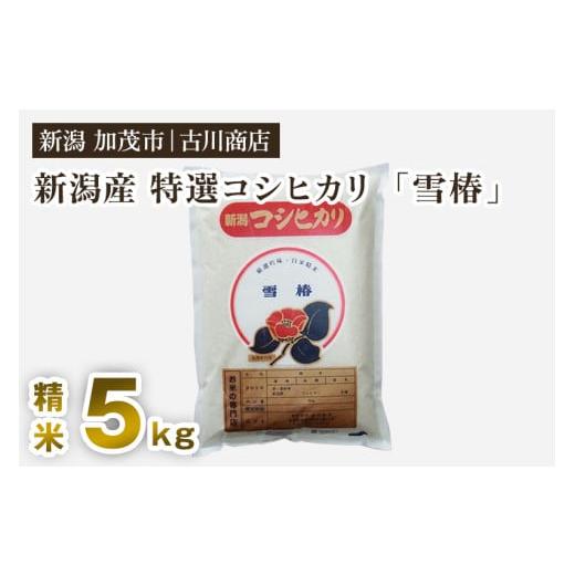 ふるさと納税 米 コシヒカリ 新潟県 加茂市 令和7年産新米 新潟県産 特選コシヒカリ「雪椿」精米5kg [順次発送] 白米 加茂市 お米の専門店 古川商店