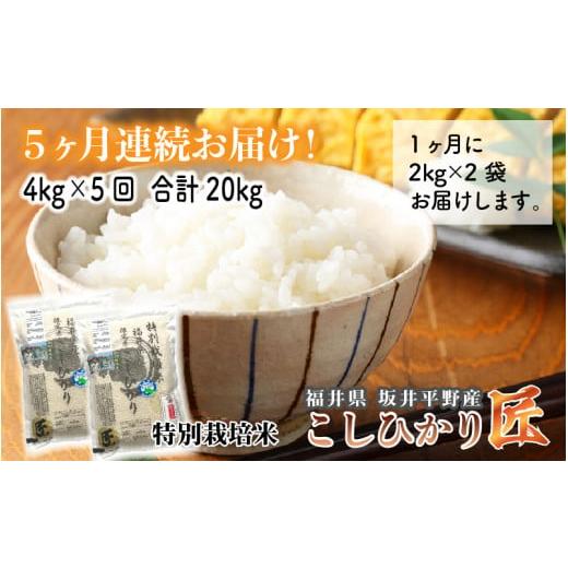 ふるさと納税 米 コシヒカリ 福井県 坂井市 令和7年産・新米 5ヶ月連続お届け ワンランク上の特別栽培米 コシヒカリ匠 4kg ×5回 計20kg (玄米) 栽培期間中…