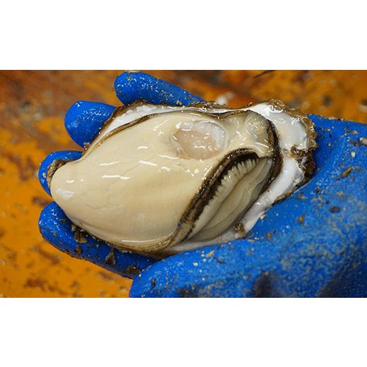 ふるさと納税 岩手県 陸前高田市 鈴木さん家のむき身牡蠣MとL食べ比べ1kg【2024年2月後半】 加熱用