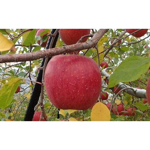 ふるさと納税 長野県 長野市 J0456農園直送　長野市産「蜜入りサンふじ」 9kg (小林紀美園) 蜜入りサンふじ 9kg