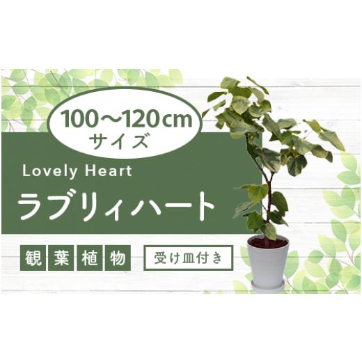 ふるさと納税 雑貨・日用品 苗木 鹿児島県 指宿市 2026年9月上旬〜発送 観葉植物 ラブリィハート100cm〜120cm 農林水産省 品種登録 (T&amp;P/IB057-016) 南国…