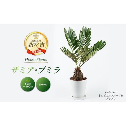 ふるさと納税 雑貨・日用品 苗木 鹿児島県 指宿市 2026年5月中旬〜発送 観葉植物 ザミア ・ プミラ80cm〜100cm ホワイト鉢(専用受け皿付き)(T&amp;P/IB057-03…