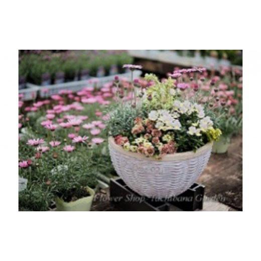 ふるさと納税 花・苗木 静岡県 藤枝市 季節のおまかせ寄せ植え 1鉢 3月〜12月出荷予定
